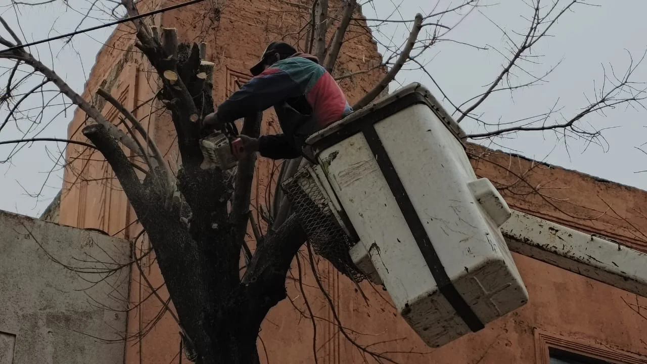 Poda arbolado público zona céntrica 2