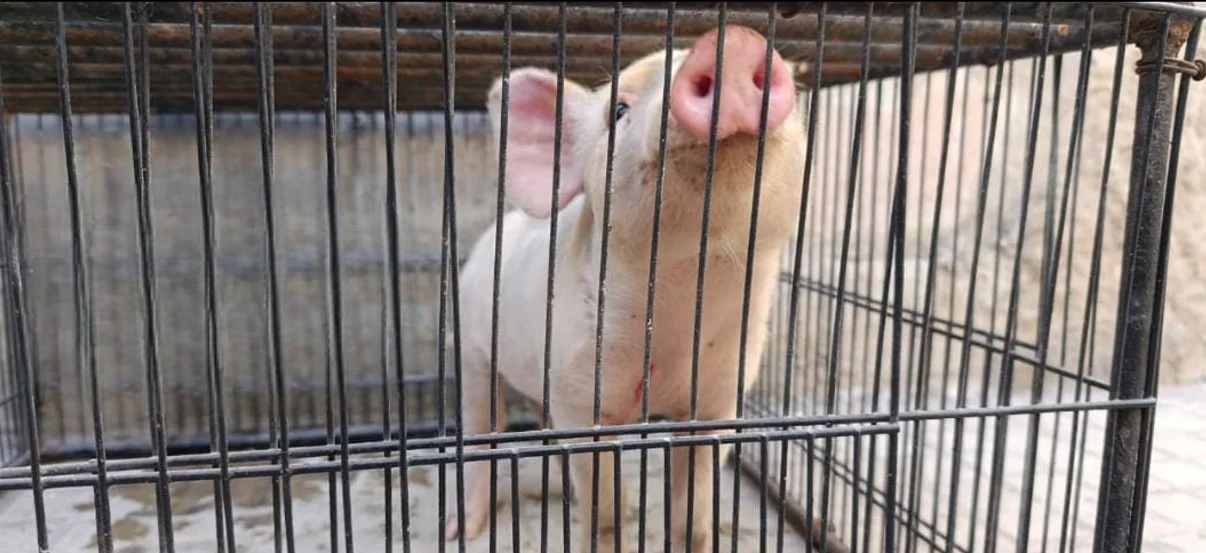 Cerdo robado