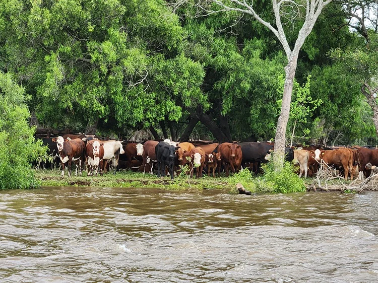 Vacas en islas