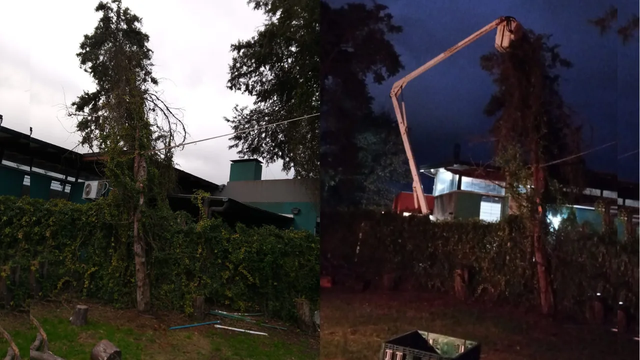 Operativo por árbol en casa