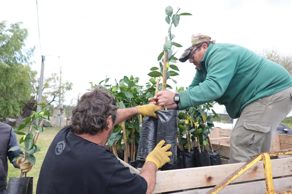 Entrega plantines 3