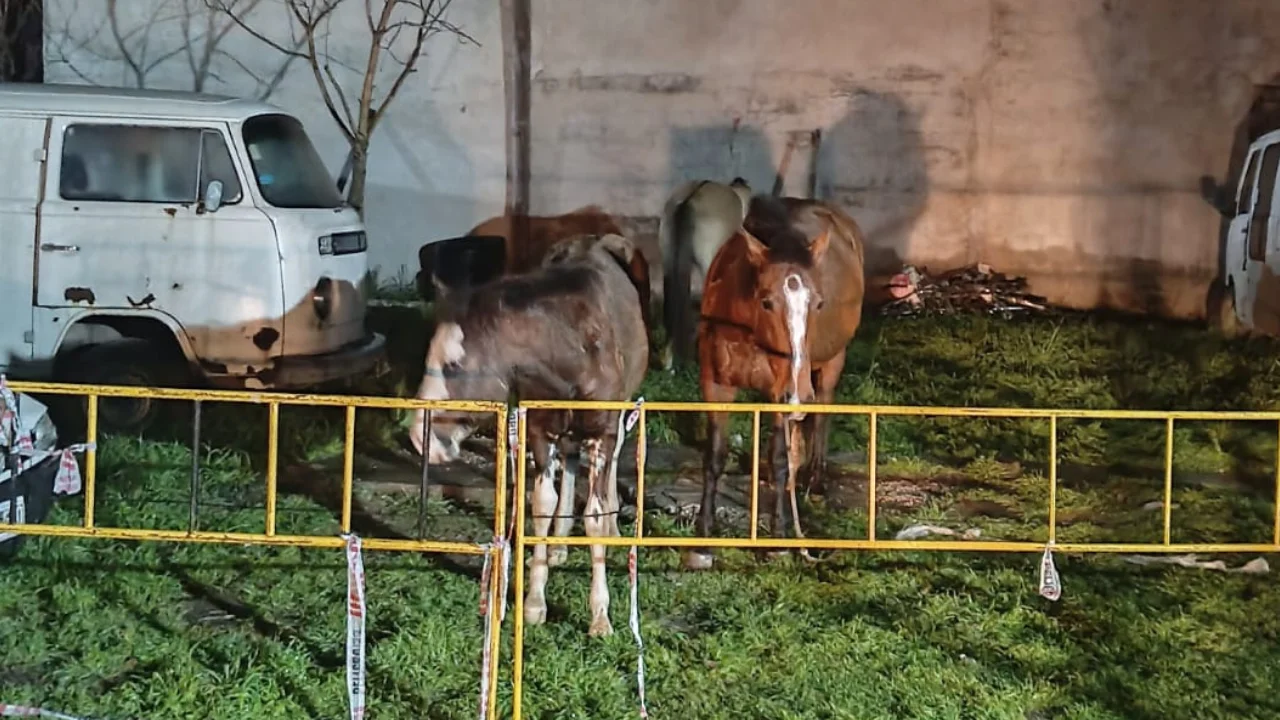 Caballos secuestrados