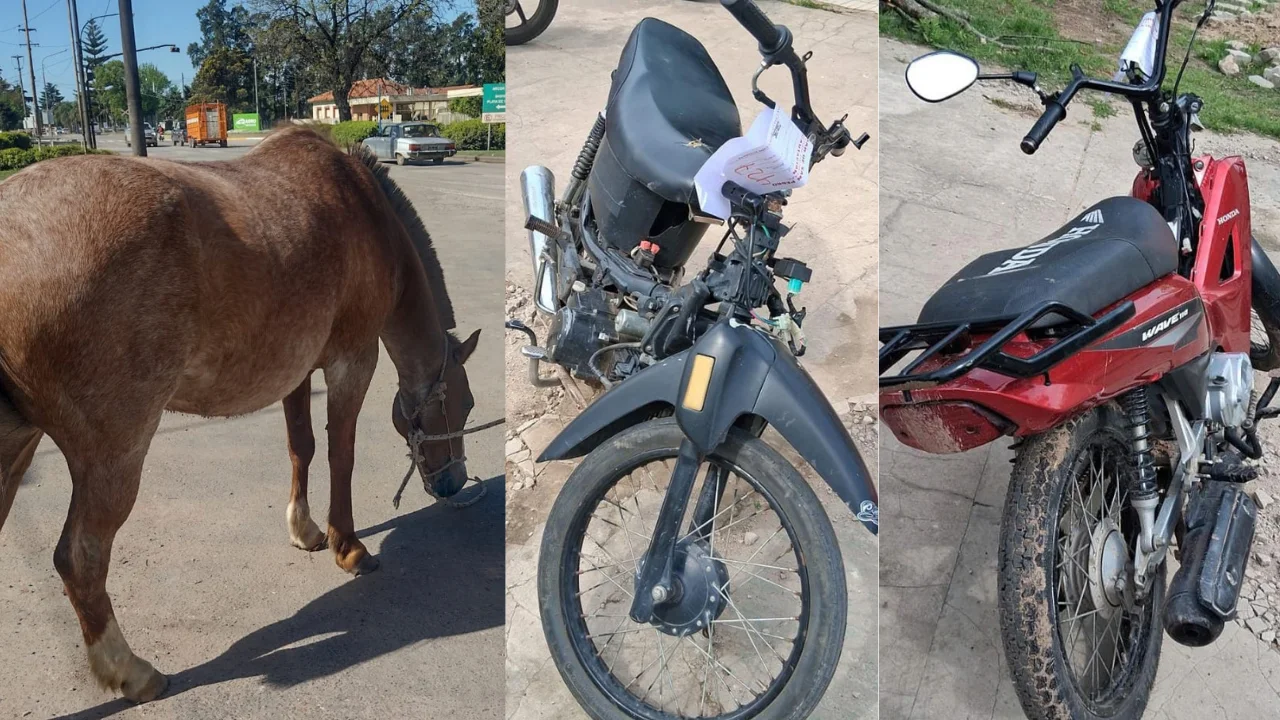 Caballo y motos 