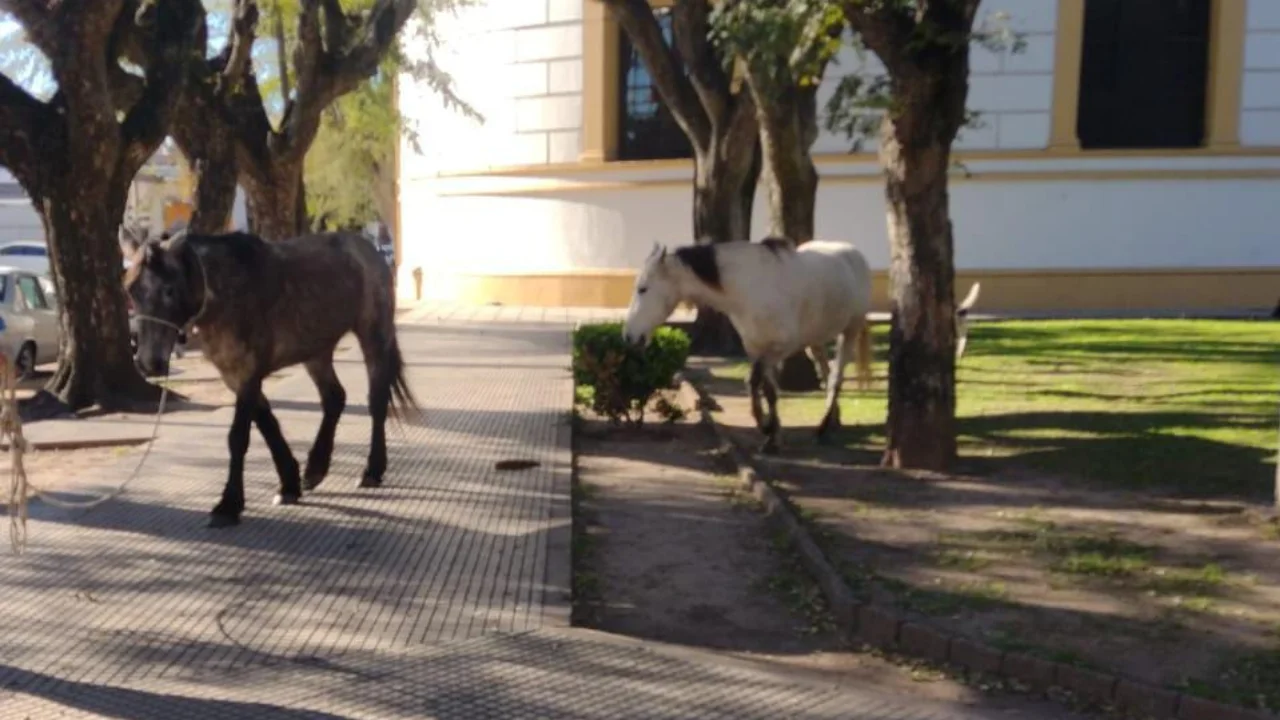 Secuestros caballos basílica 